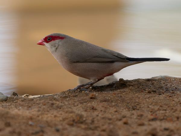 <h3><a href="/trips/gambia/biota/animalia/chordata/aves/040 passeriformes/115 estrildidae/estrilda troglodytes/estrilda troglodytes-nl.html">Estrilda&nbsp;troglodytes</a> / Black‑rumped&nbsp;waxbill / Napoleonnetje</h3>OM-1 Mark II met OLYMPUS M.150-400mm F4.5, 1/2000 sec  bij F4.5, ISO 1000, afstand 5&nbsp;m